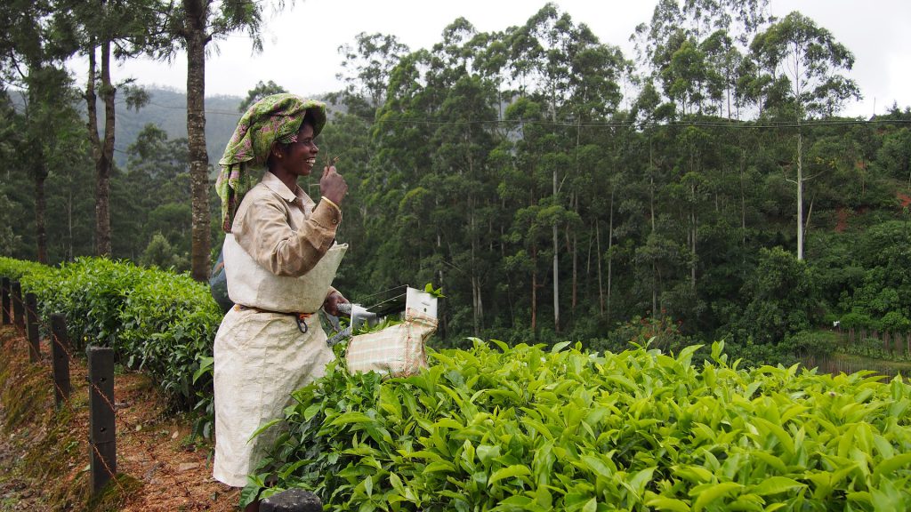 How a Lady Transformed Kerala into a Fully Organic State