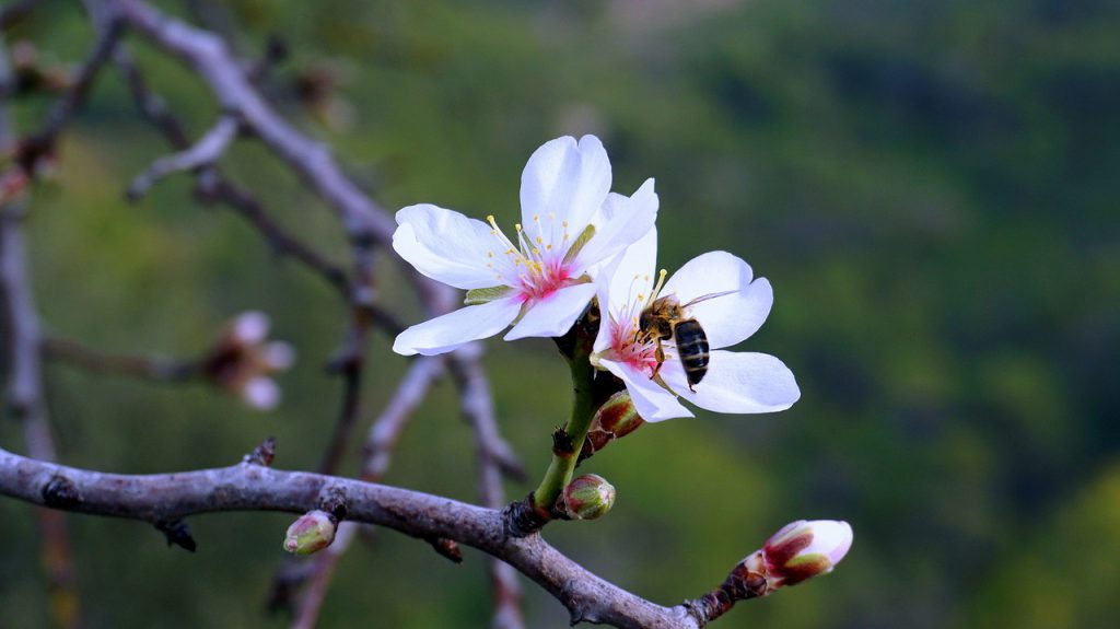 Company Haagen-Dazs creates bee habitat to keep blossoms blossoming